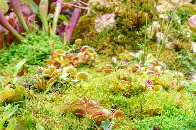 Venus flycatcher es una planta carnívora Terrario con plantas verdes Fondo natural de plantas