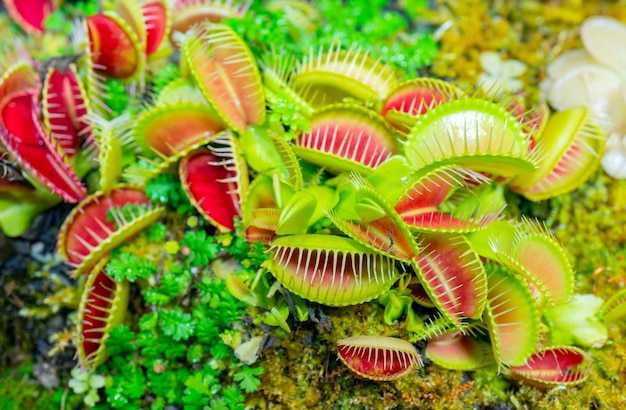 Venusfliegenschnäpper ist eine fleischfressende Pflanze Terrarium mit Grünpflanzen Natürlicher Hintergrund von Pflanzen