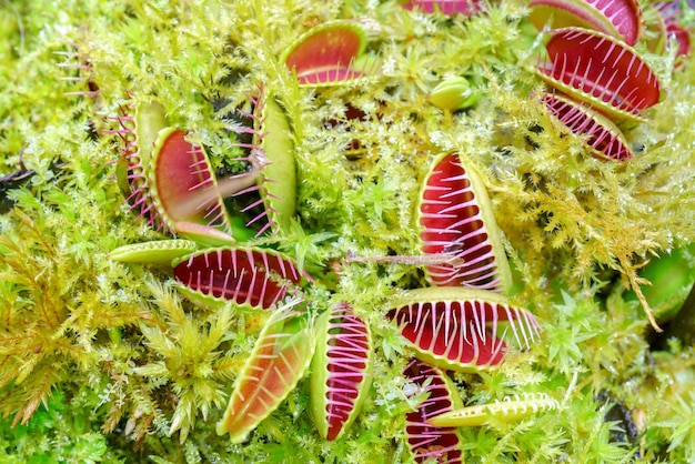 Venusfliegenschnäpper ist eine fleischfressende Pflanze Terrarium mit Grünpflanzen Natürlicher Hintergrund von Pflanzen