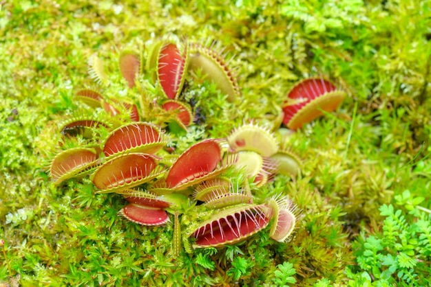 Venusfliegenschnäpper ist eine fleischfressende Pflanze Terrarium mit Grünpflanzen Natürlicher Hintergrund von Pflanzen