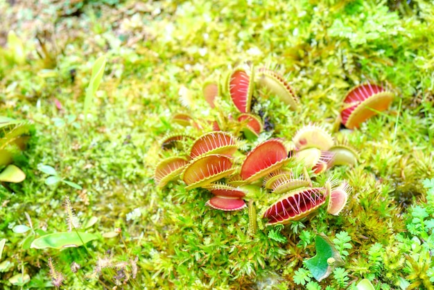 Venusfliegenschnäpper ist eine fleischfressende Pflanze Terrarium mit Grünpflanzen Natürlicher Hintergrund von Pflanzen