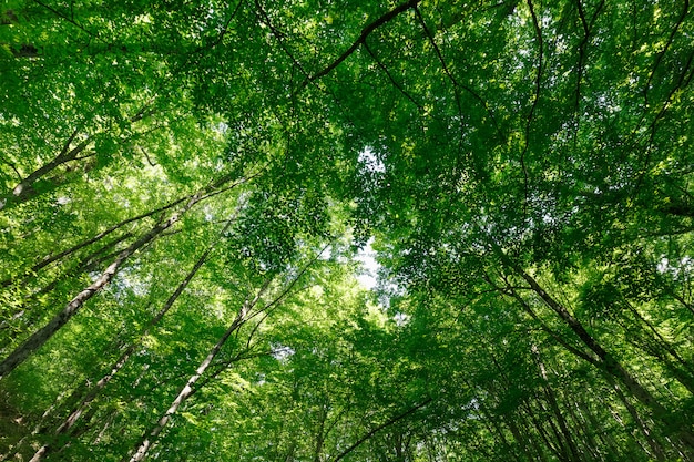 Ver acima na floresta de primavera sobre as coroas de árvores altas com folhagem verde jovem