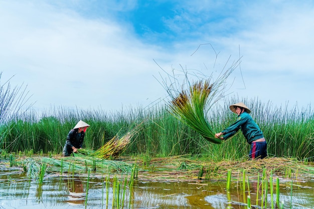 Ver Agricultores colhem Lepironia articulata nome vietnamita é co bang É colhido por pessoas no Delta do Mekong para fazer produtos de artesanato A grama Bang é usada para fazer produtos como canudos