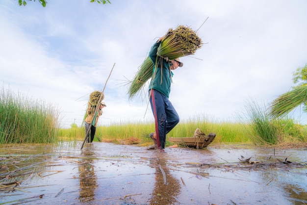Ver Agricultores colhem Lepironia articulata nome vietnamita é co bang É colhido por pessoas no Delta do Mekong para fazer produtos de artesanato A grama Bang é usada para fazer produtos como canudos