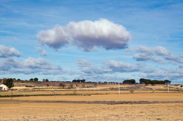 Ver amplio campo cosechado grande