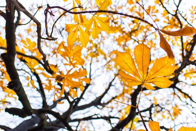 Ver en el árbol en la luz del sol de otoño