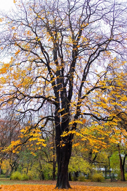 Ver en el árbol en la luz del sol de otoño