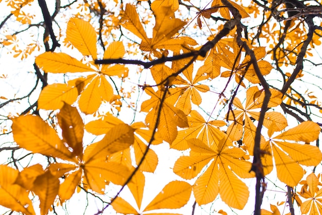 Ver en el árbol en la luz del sol de otoño