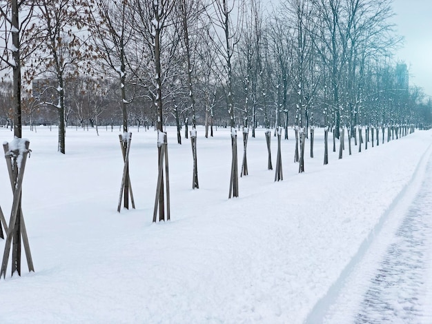 Ver árboles jóvenes del parque de invierno cubierto de nieve