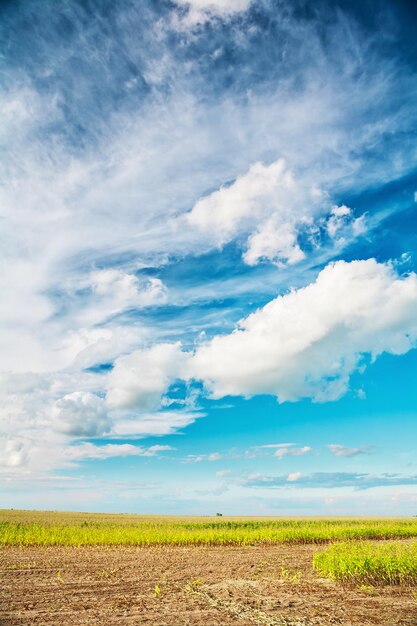 Ver en el campo de maíz y el cielo