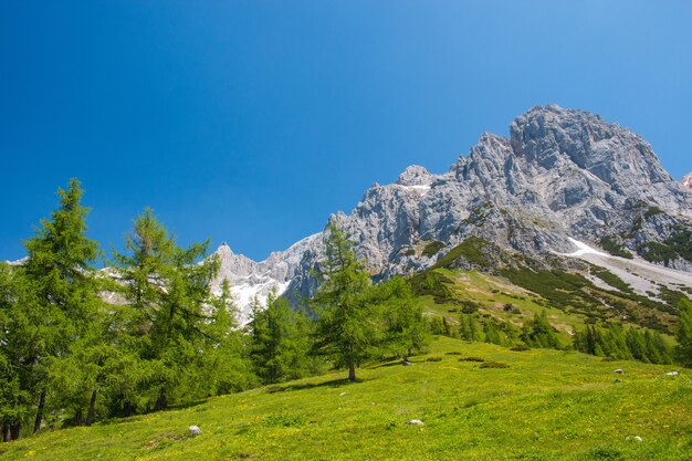 Ver de cerca las rocas alpinas en el parque nacional Dachstein, Austria, Europa. Cielo azul y bosque verde en día de verano