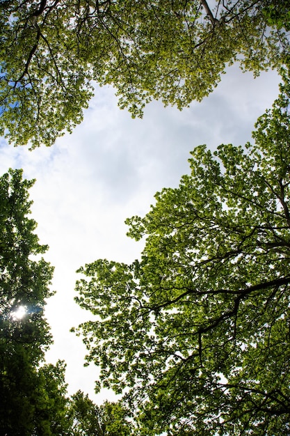 Ver en las copas de los árboles contra el cielo azul