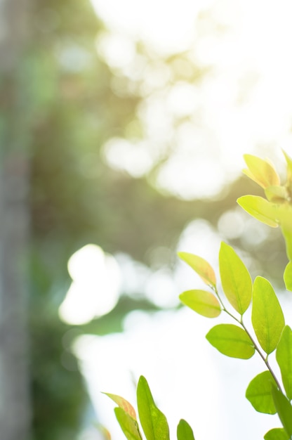 Ver detalle de primer plano Naturaleza verde y luz natural. Hay un fondo borroso para