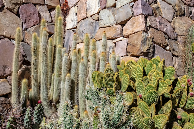 Foto ver em cactos na argentina