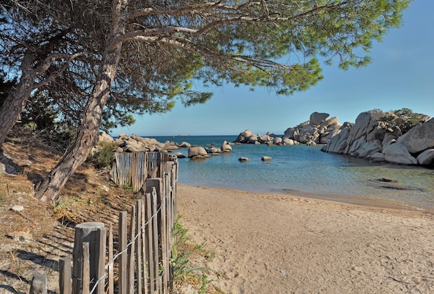 Ver en la famosa playa Palombaggia en Córcega con pinos protegidos por una valla