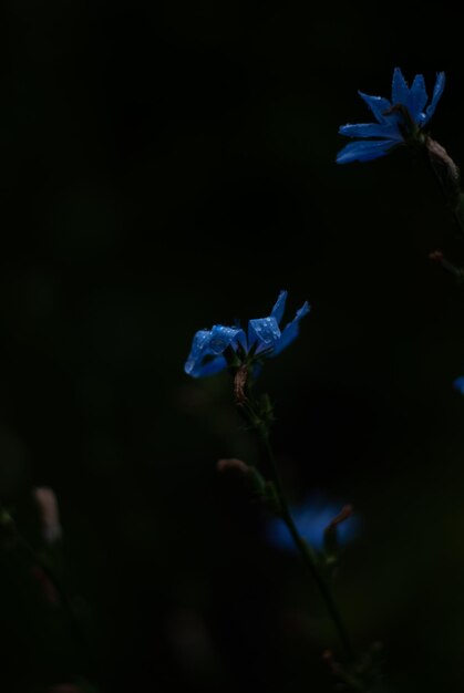 Ver en flores de achicoria azul en el jardín