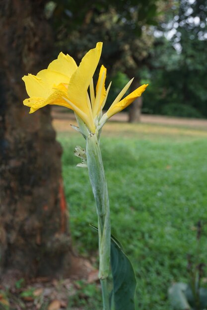 ver las flores en el jardín