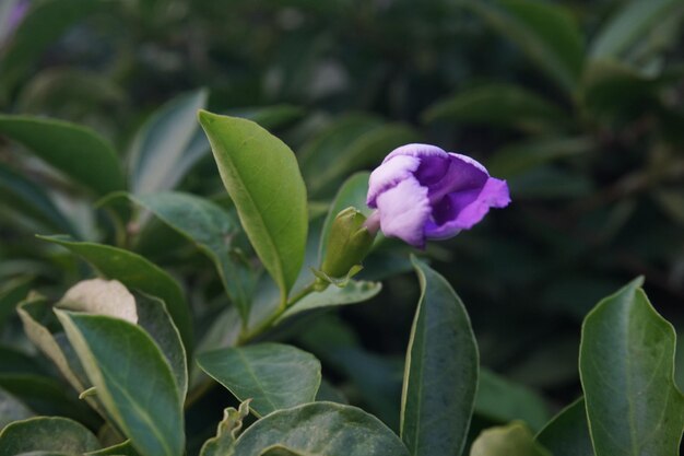 ver flores no jardim