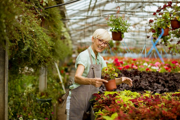 Ver a la guapa mujer mayor que trabaja con flores de primavera en greengarden