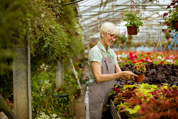 Ver a la guapa mujer mayor que trabaja con flores de primavera en greengarden