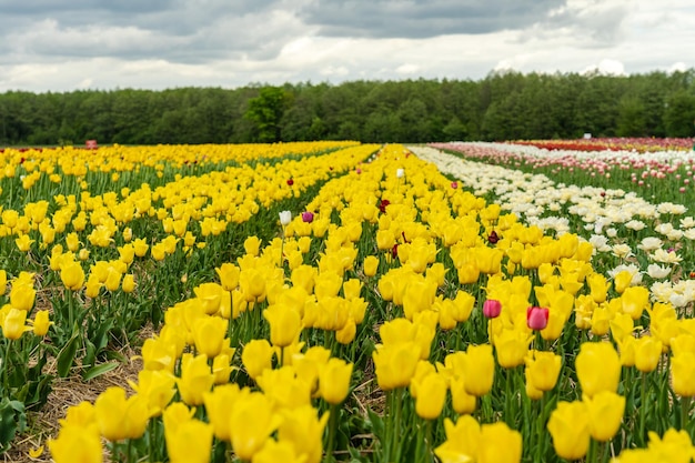 Ver en hermoso campo de tulipanes de colores