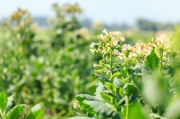 Ver la hoja verde de la planta de tabaco en el campo, Tailandia