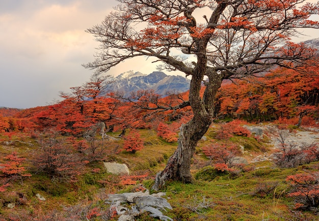 Ver en las montañas a través de las ramas de un árbol. Parque Nacional Los Glaciares, Andes, Patagonia, Argentina