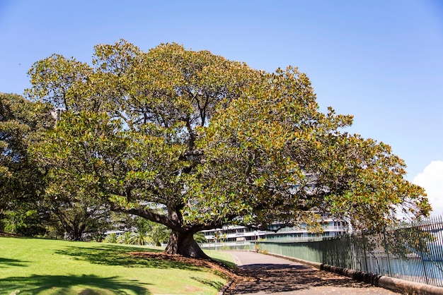 Ver en Moreton Bay fig en una pasarela en Sydney, Australia