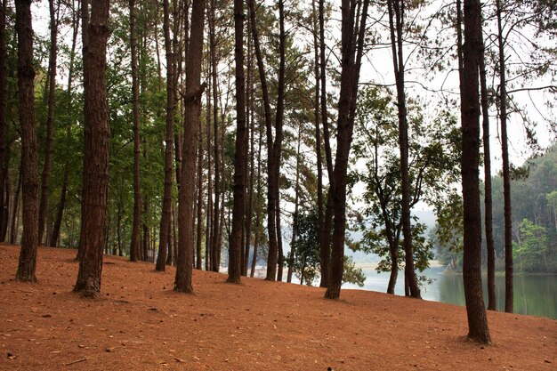 Ver el paisaje del lago Pang Ung y el parque forestal de pinos Pang Oung o Suiza de Tailandia para los viajeros que viajan visita de viaje tomar fotos en el pueblo chino Ban Rak Thai en Mae Hong Son Tailandia