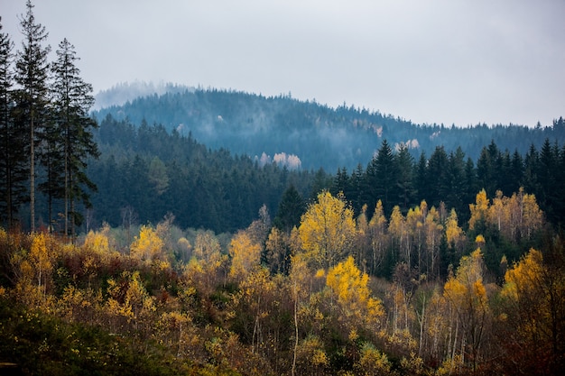 Ver pinos y otros árboles en el bosque en otoño