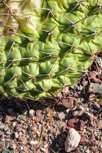 Foto ver en plantas de cactus en argentina