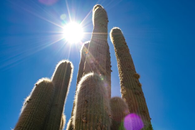 Foto ver en plantas de cactus en argentina