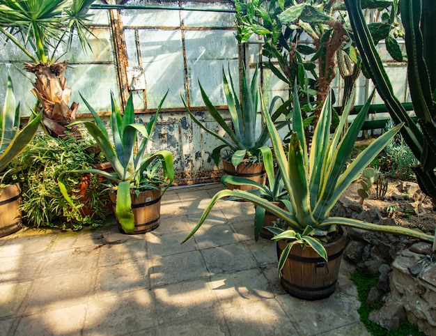 Ver en plantas en el callejón en el invernadero de palmeras