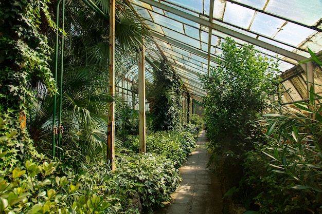 Ver en plantas en el callejón en el invernadero de palmeras