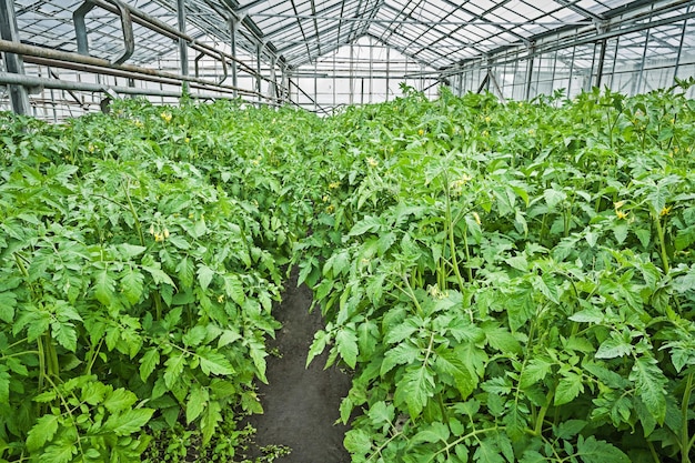 Ver plantas de tomates en invernadero.