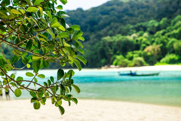 Foto ver que a natureza e as folhas verdes parecem tão refrescante.