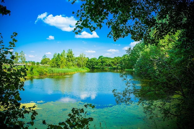 Ver en el río del bosque a través de las ramas de los árboles