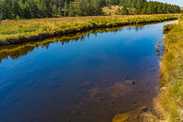 Ver en el río Crni Rzav en la montaña Zlatibor en Serbia