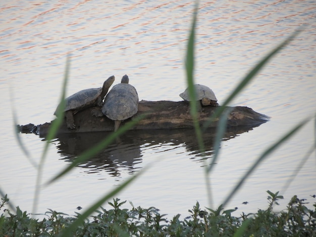 Foto ver a las tortugas nadando en el lago