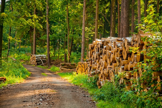 Ver en troncos en un bosque, Sudetes, Polonia