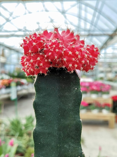 Ver en el vivero de un cactus gymnocalyce con cabeza roja y muchas espinas