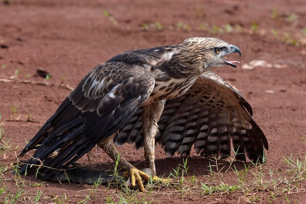 Veränderlicher Habichtsadler fängt Warane