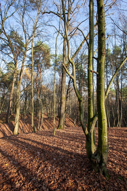 Veränderungen in der Natur während der Herbstsaison