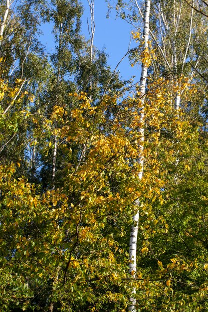 Veränderungen in der Natur während der Herbstsaison