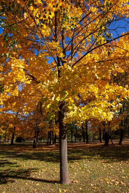 Veränderungen in der Natur während der Herbstsaison