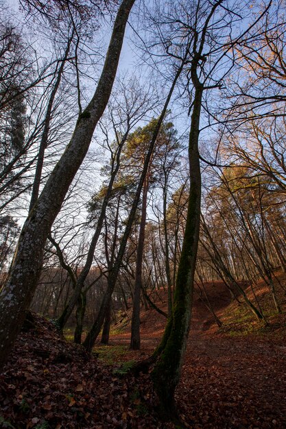 Veränderungen in der Natur während der Herbstsaison