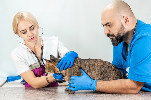 verärgerte Katze bei einer Routineuntersuchung durch einen Tierarzt