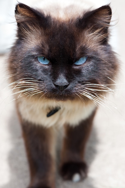 Verärgerte Katze mit blauen Augen.