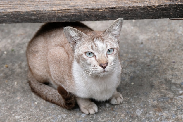 Verärgerte Katze mit unglücklichem Abschluss oben