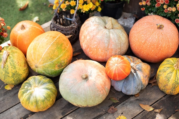 Veranda des Hinterhofs mit Kürbissen an Halloween geschmückt Anordnung von bunten Kürbissen